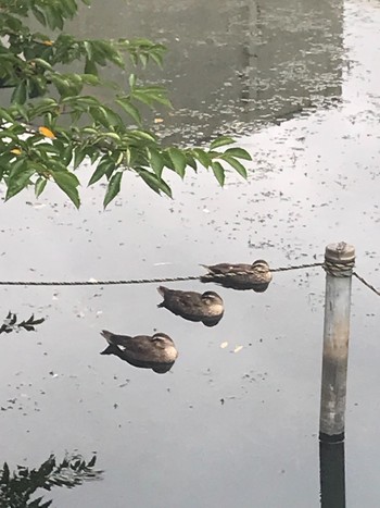 Eastern Spot-billed Duck 井の頭恩賜公園 Fri, 8/13/2021