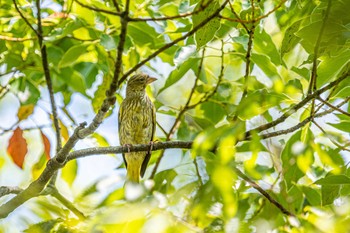 カワラヒワ 石ケ谷公園 2021年7月24日(土)