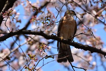 ツミ 大田区 2017年4月5日(水)