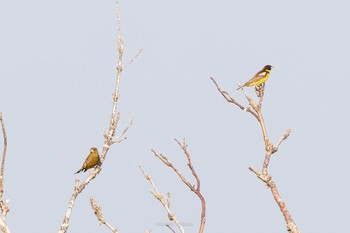 Yellow-breasted Bunting サロベツ湿原センター(サロベツ原生花園) Thu, 7/22/2021