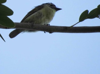 Yellow-fronted Tinkerbird