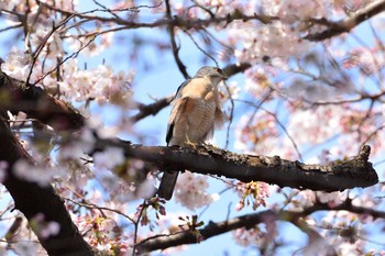 ツミ 場所が不明 撮影日未設定