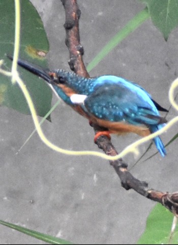 Common Kingfisher 須崎調整池 Fri, 8/13/2021