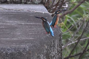 Common Kingfisher 須崎調整池 Fri, 8/6/2021