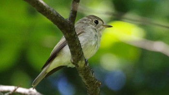 2021年8月13日(金) 福井緑地(札幌市西区)の野鳥観察記録