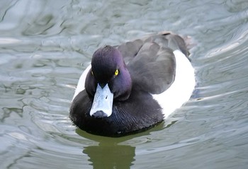 キンクロハジロ 大宮公園 2021年2月7日(日)