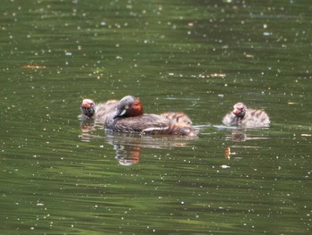 Little Grebe Shakujii Park Sat, 5/15/2021