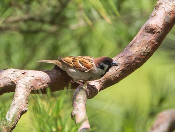 Eurasian Tree Sparrow Rikugien Garden Sat, 6/5/2021