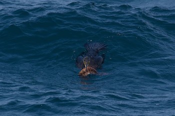 ウミウ 城ヶ島 2017年4月5日(水)