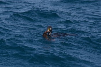 ウミウ 城ヶ島 2017年4月5日(水)