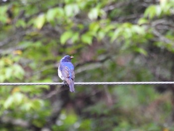 2021年7月25日(日) 広島県の野鳥観察記録