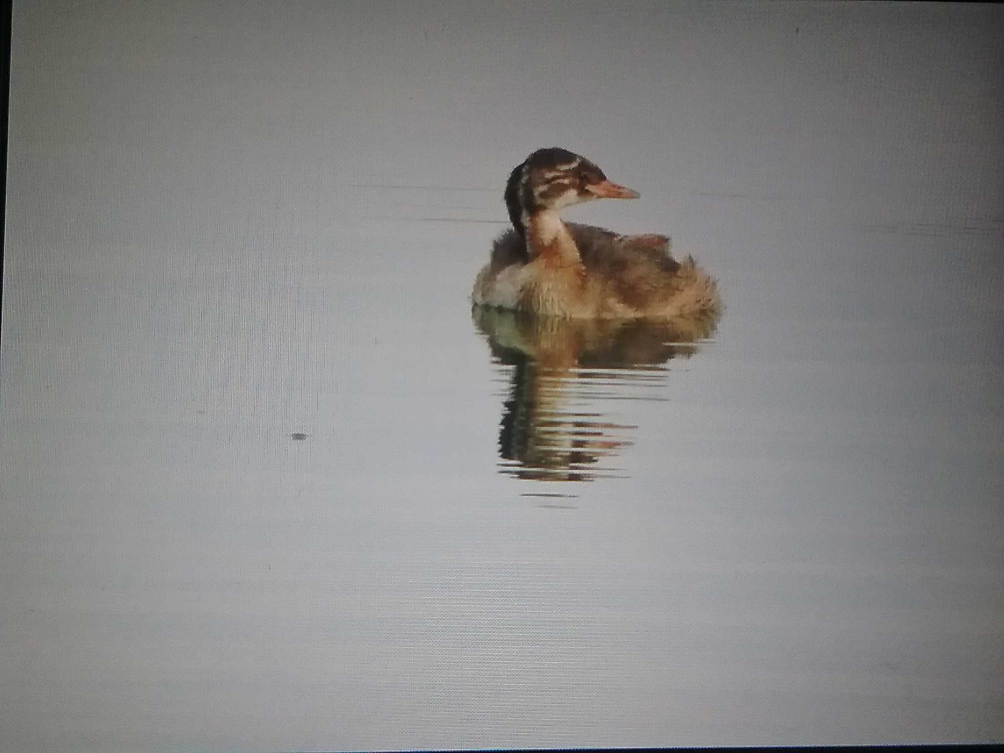 奈良県 カイツブリの写真 by おもち