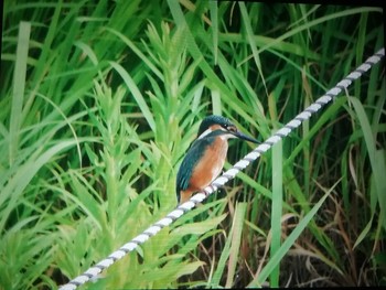 カワセミ 奈良県 2021年8月12日(木)