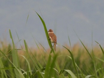 2021年7月4日(日) 岡山県笠岡市の野鳥観察記録