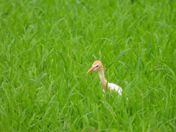 アマサギ 岡山県笠岡市 2021年7月4日(日)