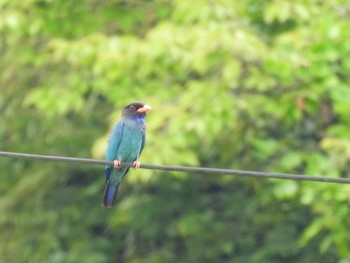 ブッポウソウ 広島県世羅町 2021年7月11日(日)