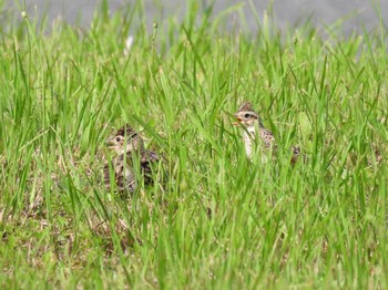 ヒバリ 広島県世羅町 2021年7月11日(日)