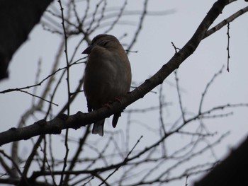 シメ 長居公園植物園 2017年4月5日(水)