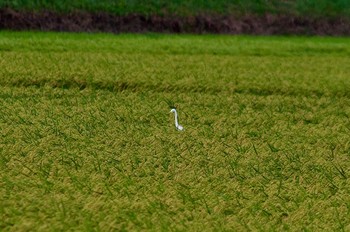 Great Egret 稲敷市甘田干拓 Mon, 8/9/2021