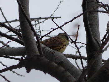 Masked Bunting Nagai Botanical Garden Wed, 4/5/2017