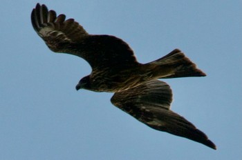 Black Kite 稲敷市甘田干拓 Mon, 8/9/2021