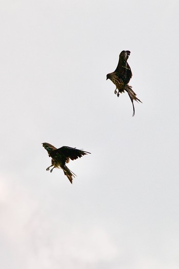 Black Kite 稲敷市甘田干拓 Mon, 8/9/2021