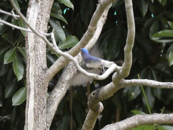 オオルリ 長居公園植物園 2017年4月5日(水)