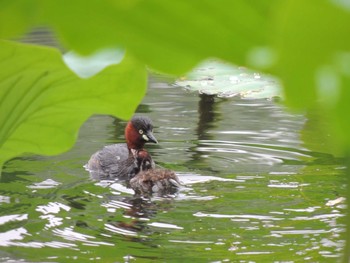 Sat, 8/14/2021 Birding report at Chaoyang Park(Beijing)