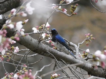 Blue-and-white Flycatcher Nagai Botanical Garden Wed, 4/5/2017