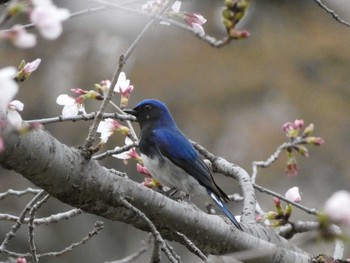 Blue-and-white Flycatcher Nagai Botanical Garden Wed, 4/5/2017