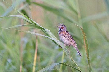 Chestnut-eared Bunting サロベツ湿原センター(サロベツ原生花園) Thu, 7/22/2021