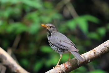 Japanese Thrush Unknown Spots Fri, 7/23/2021