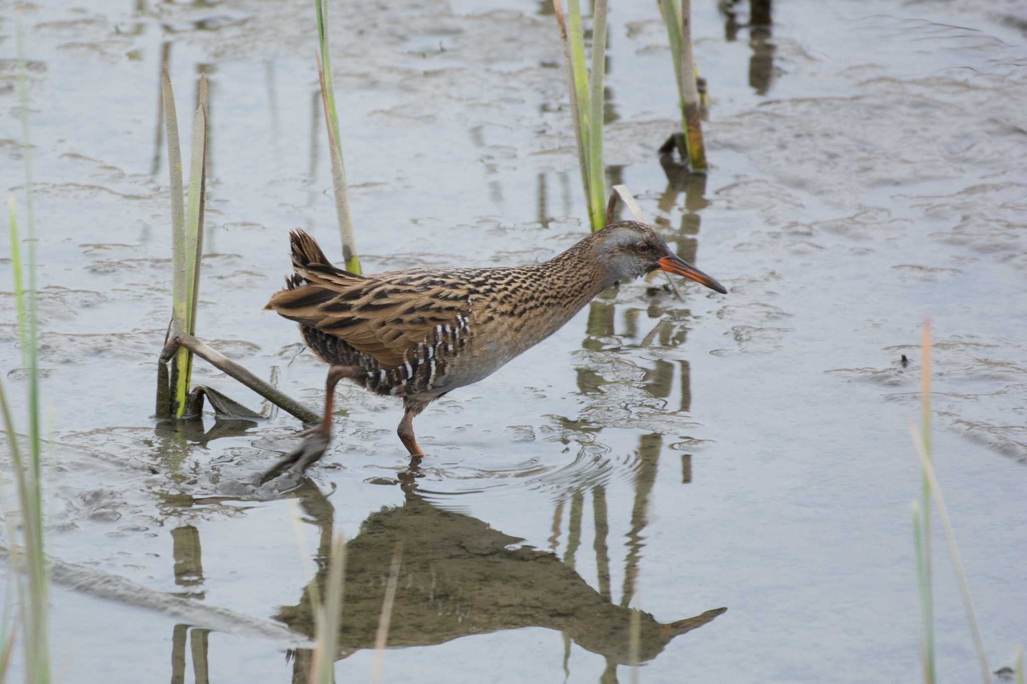 Photo of Brown-cheeked Rail at 鈴鹿市金沢川 by 倶利伽羅