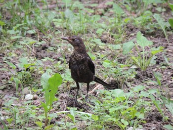 Chinese Blackbird 奥林匹克森林公園(北京) Sat, 8/14/2021