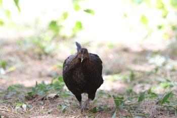 2017年3月20日(月) Phraya Nakhon Caveの野鳥観察記録