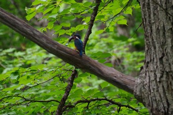 2021年8月14日(土) 西岡公園(西岡水源地)の野鳥観察記録