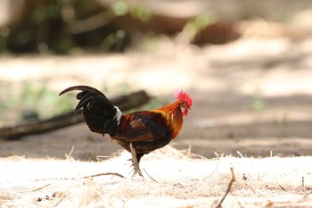 Red Junglefowl Phraya Nakhon Cave Mon, 3/20/2017