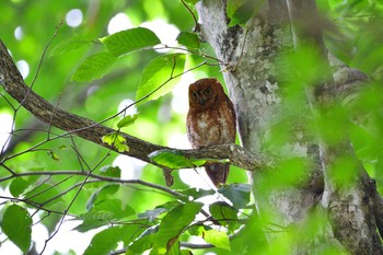 Oriental Scops Owl Unknown Spots Sun, 7/19/2020