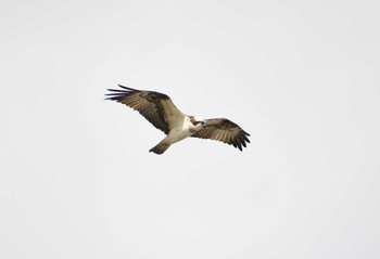 Osprey 麻機遊水地 Sat, 2/27/2021