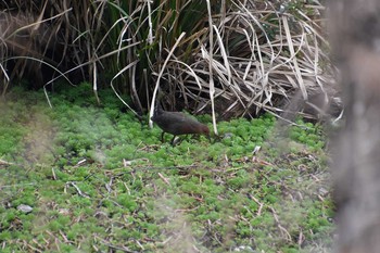 Ruddy-breasted Crake 麻機遊水地 Sat, 2/27/2021