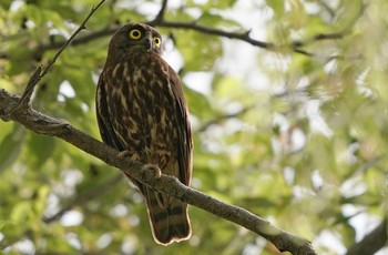 アオバズク 石神井公園 2021年7月26日(月)