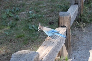 Steller's Jay Yosemite National Park Sun, 5/3/2015