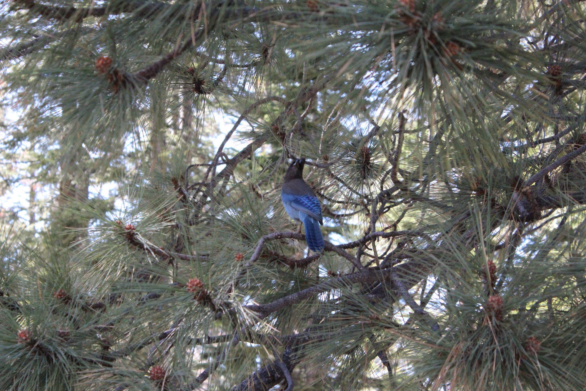 Photo of Steller's Jay at Yosemite National Park by 大瑠璃力三郎