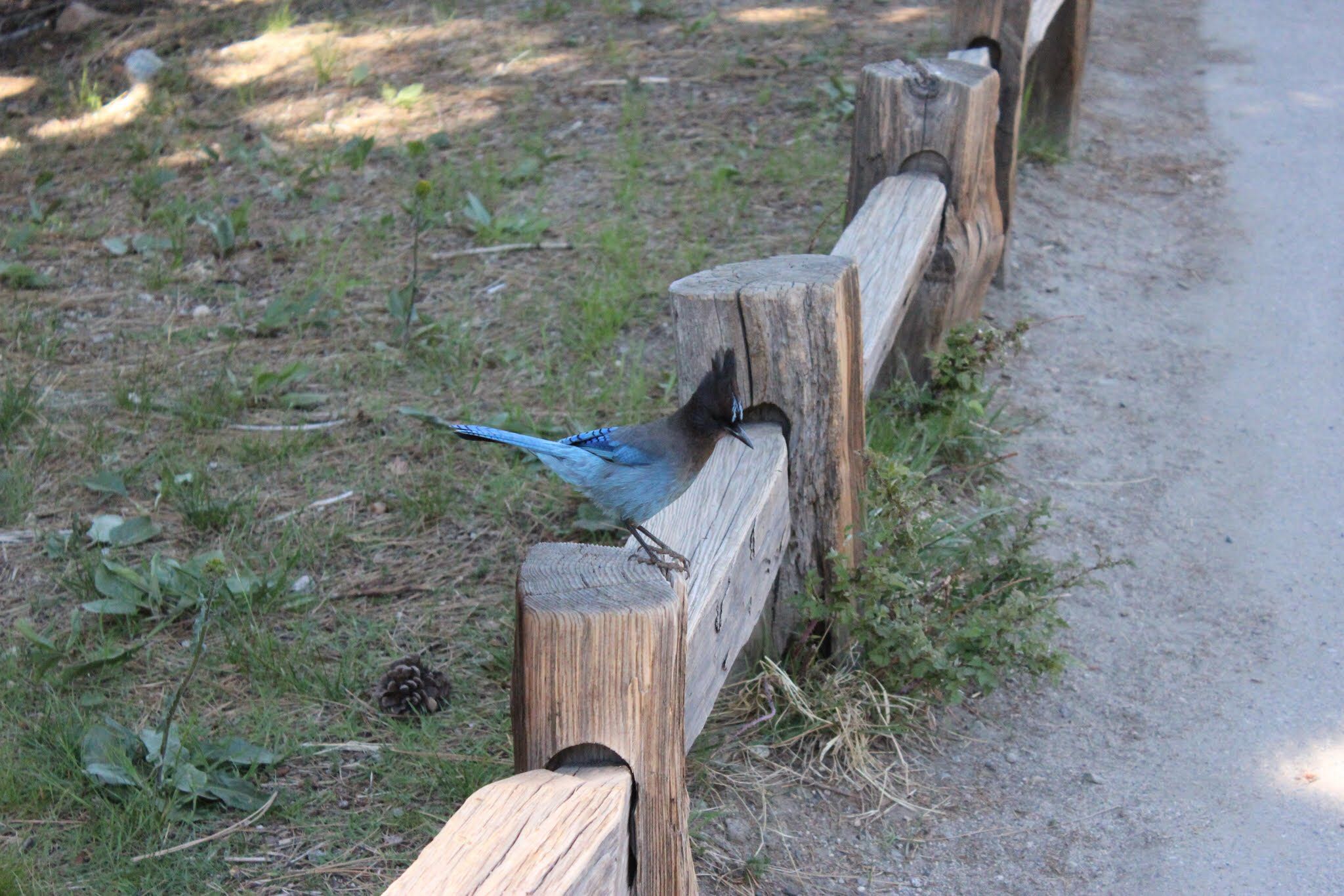 Photo of Steller's Jay at Yosemite National Park by 大瑠璃力三郎