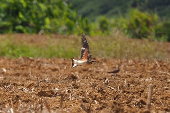 ツバメチドリ 石垣島 2021年5月27日(木)