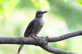 Brown-eared Bulbul 猿江恩賜公園 Sun, 7/25/2021