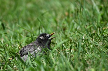 ムクドリ 猿江恩賜公園 2021年7月25日(日)