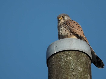 Common Kestrel 稲城 Thu, 4/6/2017