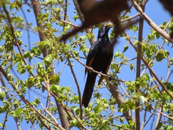 Red-winged Starling