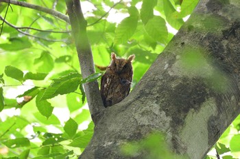 Oriental Scops Owl Unknown Spots Sun, 7/19/2020